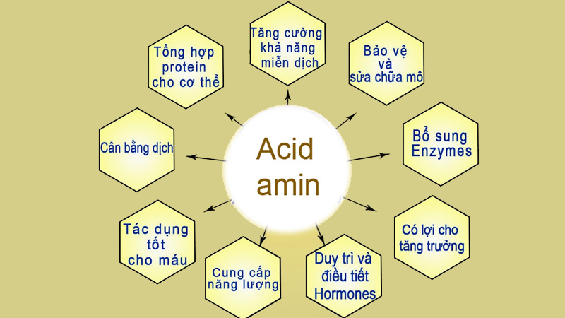 công dụng axit amin